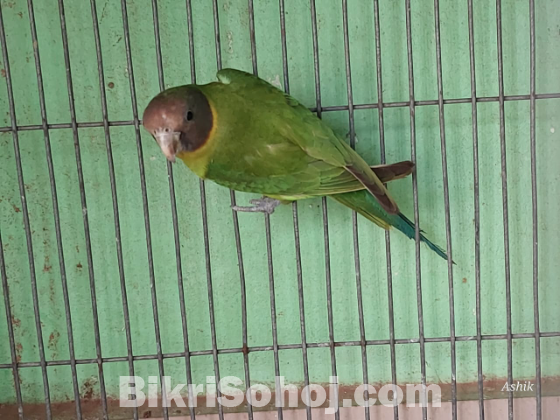 Plum headed Parakeet ( টিয়া পাখি)